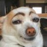 Smarrito's profile picture