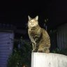 聖人:セイント's profile picture