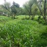 سنان الحميري 的头像