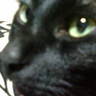ちよねこ profil fotoğrafı