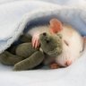 Profilbild von Ratty