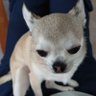 ギンちゃん profil fotoğrafı