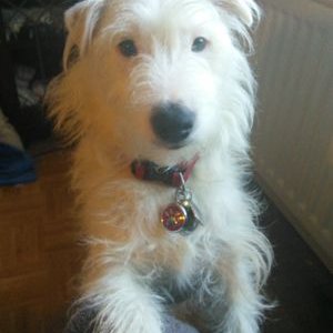 oscardismore2's profile picture