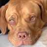 Chunkie the Dogue de Bordeaux's profile picture