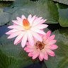 🛕Krishna_Flute🪈 的头像