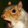 Фото профиля SquirrelyWhirley