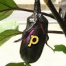 はるP🍆 的头像