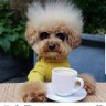 Armand, He's Chewing Gum 🤬 ♊️'s profile picture