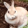 うさぎSARA 的头像
