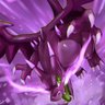 龍柱 祖龍's profile picture