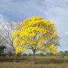 Barinas Feliz profil fotoğrafı