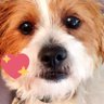 Profilbild von Oshie Boy 77