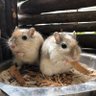 The Gerbil Horde's profile picture