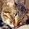 Friskie's profile picture