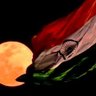 Sanskar's profile picture