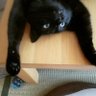 なまこねこ's profile picture
