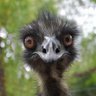 Escipio's profile picture