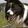 Canis argentīnus 9999 profil fotoğrafı