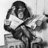 Фото профиля Reporter Chimpanzé