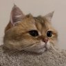 花花不想上班's profile picture