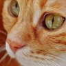 Catslove profil fotoğrafı