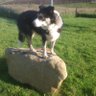 Sunnybrae croft's profile picture