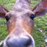 Pongko's profile picture