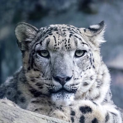rikunow's profile picture