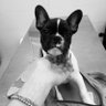 Фото профиля Dueño del perro