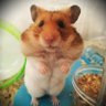 Profilbild von おーしゃん【16時間断食継続中】