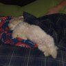 Brandon Toft's profile picture