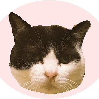 ココニャ@猫写真集、発売中！'s profile picture