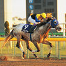 ダートの王者クロフネ 競馬は資金配分! profil fotoğrafı