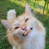 Don PihMe Hoff's profile picture