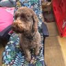 Rufus the Dog's profile picture