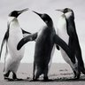 Venkataraman K profil fotoğrafı