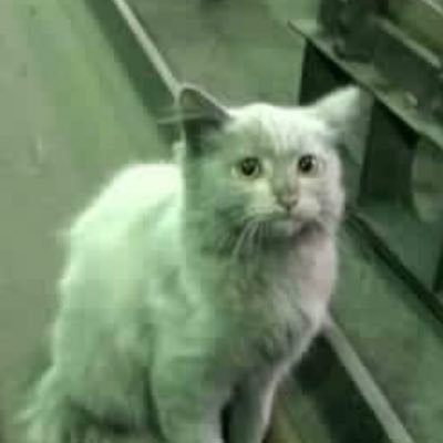 HuevieSankcii's profile picture