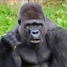 (株)ゲロリバース's profile picture