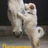 Фото профиля lordlancelot🐴🐾