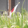 Profilbild von なむふぉん(平場の匿名)