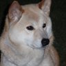 ミント's profile picture