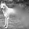 WulfsigeAK profil fotoğrafı
