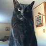 blackcatmomma's profile picture