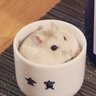 茶々's profile picture