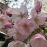 あさひ profil fotoğrafı