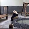Pandasaurus 的头像