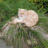 SIRIUS's profile picture
