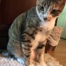 Lady TabMaster Von Whiskerface's profile picture