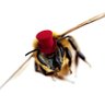 Pet🐝Eric profil fotoğrafı
