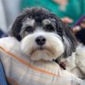 ellie maxine 🪷 profil fotoğrafı